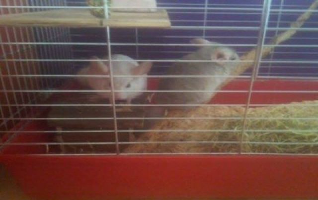 Chinchilla paar abzugeben  - Nagetiere Allgemein - Kitzscher 