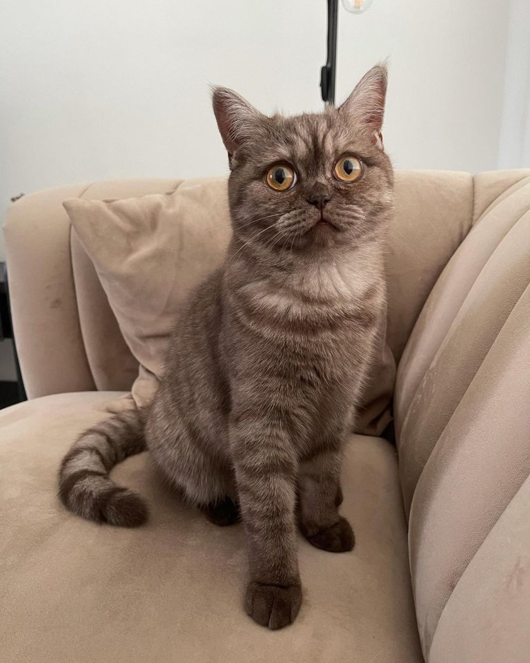 Weibliches Bkh-Kätzchen. - Katzen - Weiden