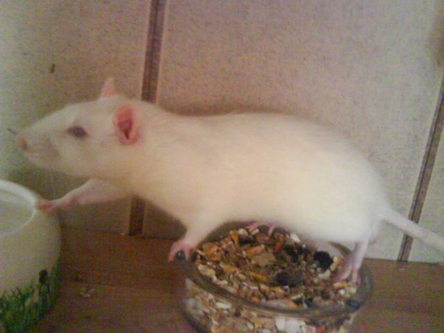 Zwei 1 Jährige Böcke (Ratten) Zu verschenken !!! - Ratten - Wassenberg