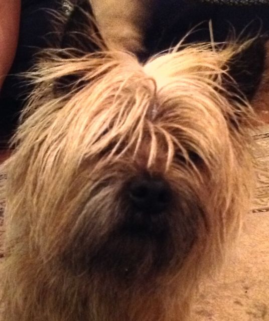 Cairn Terrier, Rüde - Hunde - Groß Grönau