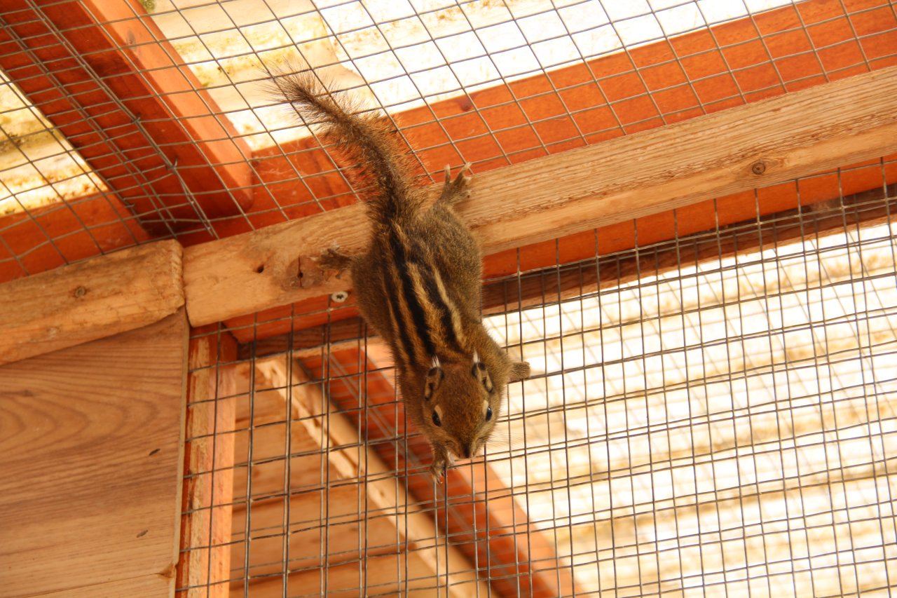 Junge Baumstreifenhörnchen - Nagetiere - Erkelenz