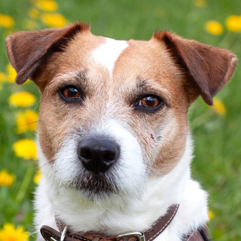 MC BRUNO - männlich 7 Jahre 35 cm 9 kg Parson Jack Russell gechipt - Hunde - Lauf an der Pegnitz