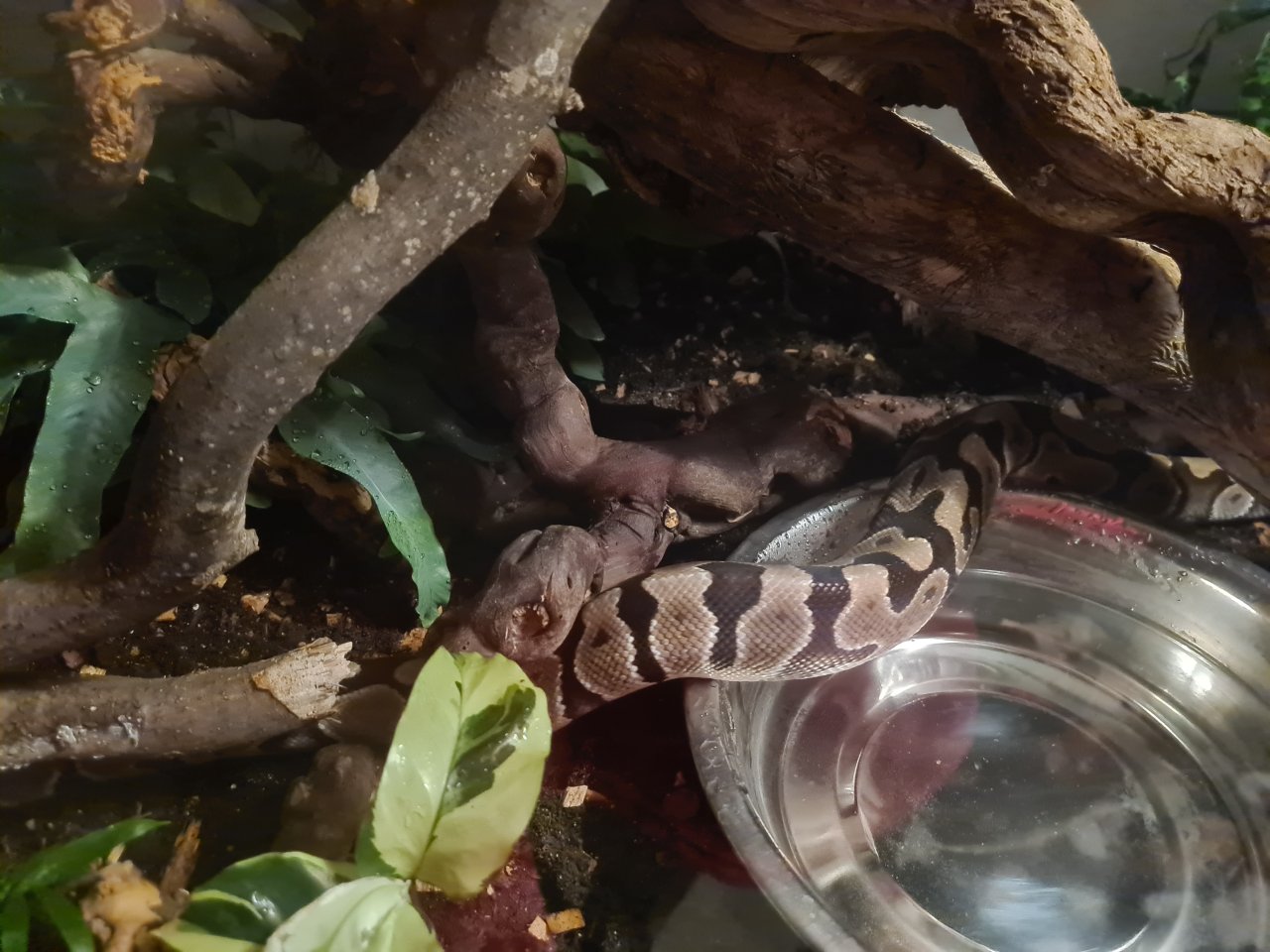 Königspython mit Terrarium und Unterschrank - Reptilien - Emmendingen
