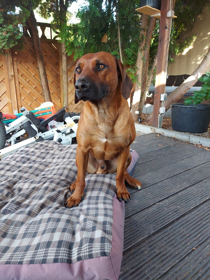 Deckrüde Rhodesian Ridgeback - Hunde - Gatersleben