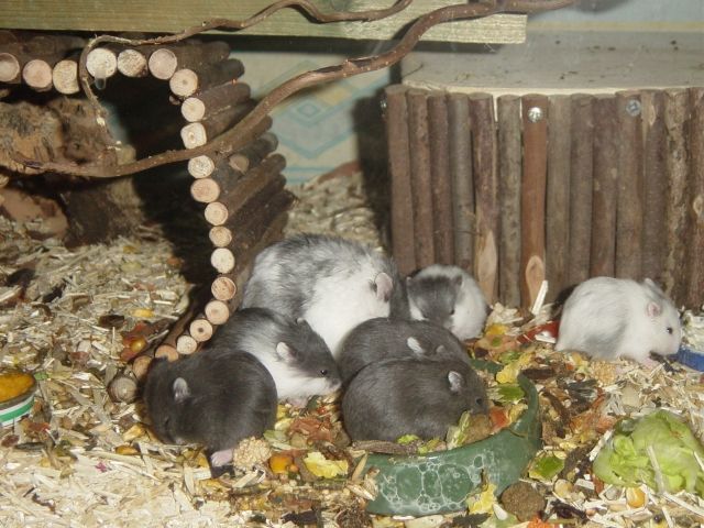 Gebe ab und zu kleine handzahme Campbell-Zwerghamster in verschiedenen Farben ab - Hamster - Lübeck