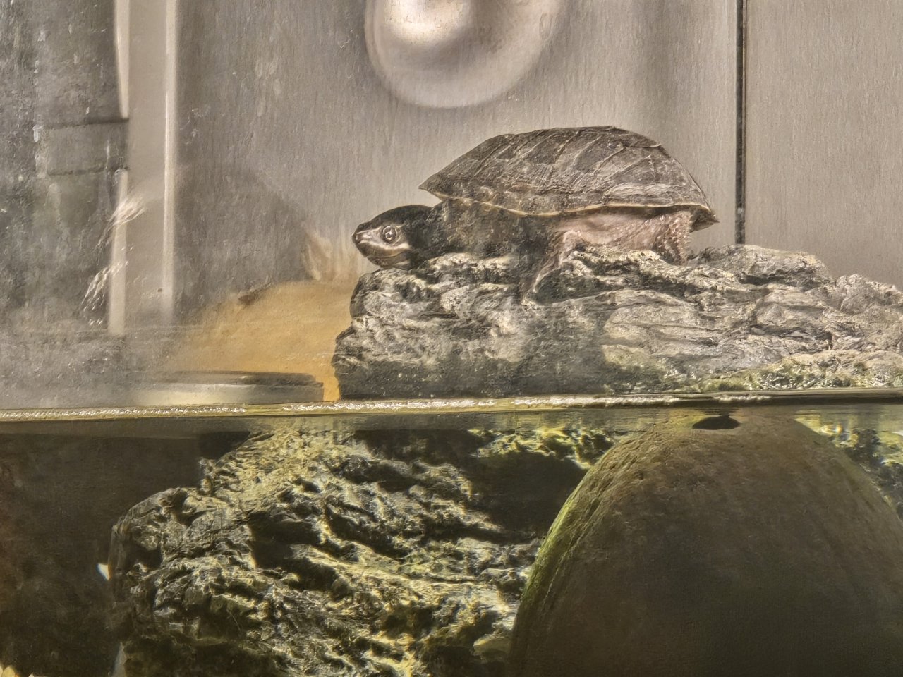 Mosschusschildkröte Charly - Reptilien - Donauwörth