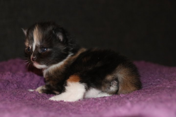 Sibirische Waldkatzen Kitten Kater Katze - Katzen - Wassenberg
