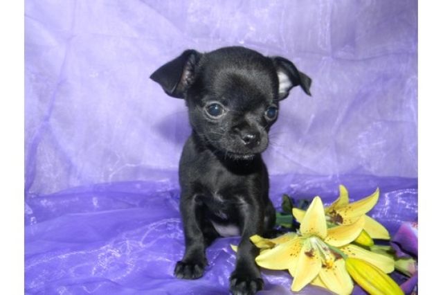 Chihuahuawelpen weibl./mänl. LH und KH mit Papiere - Hunde - Berlin