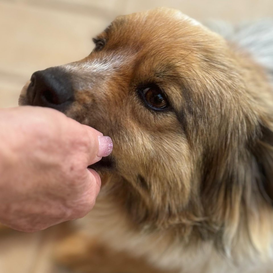 Nikki / Status: sucht ein Zuhause - Hunde - Krefeld