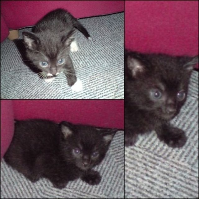 Russisch blau mixkätzchen zu verkaufen ! - Katzen - stade