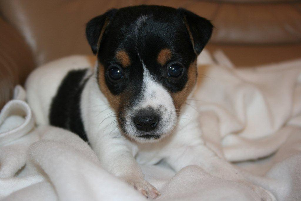 Parson Jack Russell Terrier Welpen zur Abgabe - Hunde - Karlsruhe