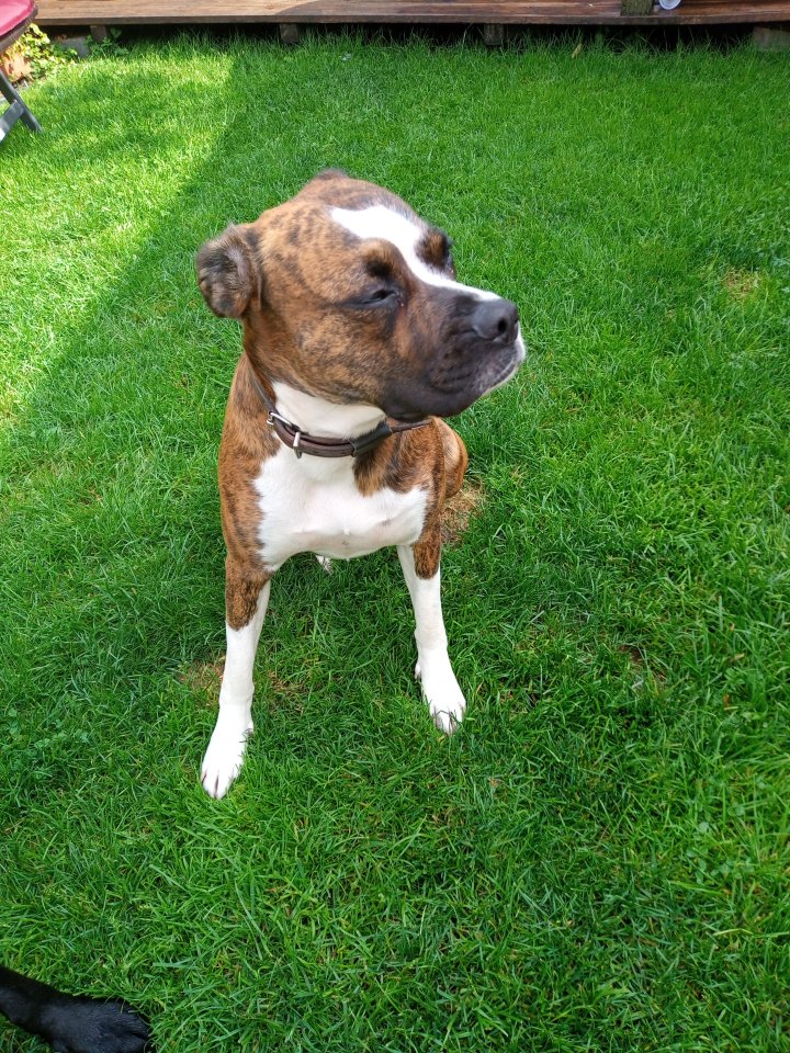 Boxer Deckrüde gesucht - Hunde - Eschweiler