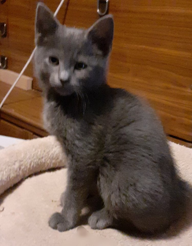 Süße blaue Kätzchen,  Kitten abzugeben - Katzen - Loitz