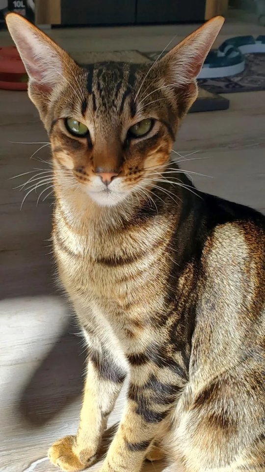 Biete Deckkater / Kater / Katze zum Decken / Deckkatze / OKH / Abessinier - Katzen - Sonthofen