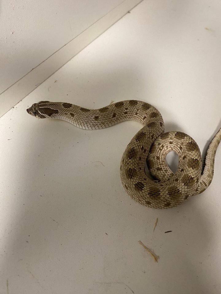 2.1 Heterodon Nasicus Hakennasennattern - Reptilien - Karlsruhe