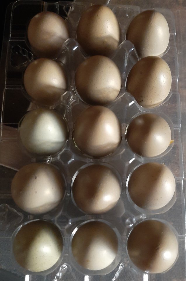 Frische Wachteleier aus artgerechter Haltung - Sonstiges - Neuruppin