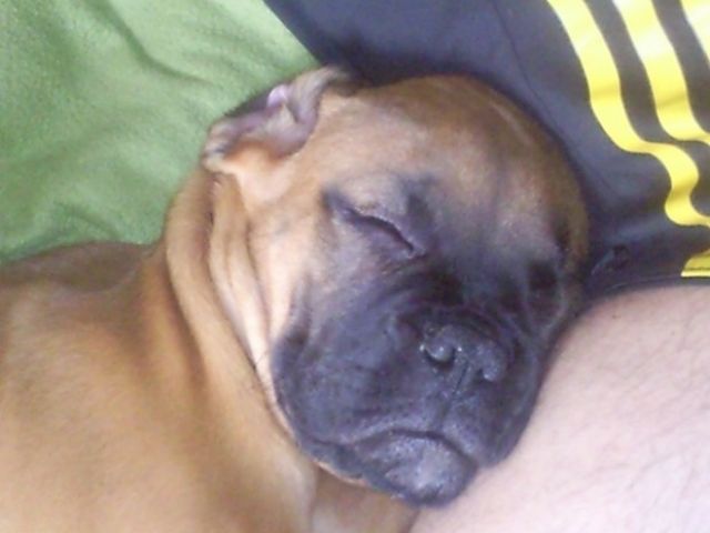 Deutscher Boxer - Haustiere - Langenlonsheim