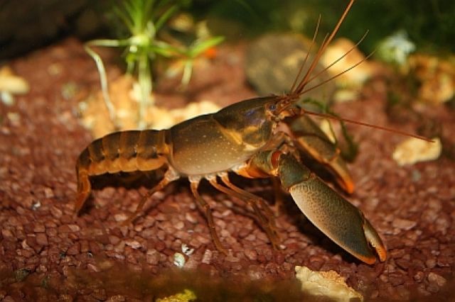 Cherax Orange Tip Krebs Nachzuchten Paar 16€ - Aquarien und Zubehoer - Kaarst