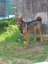 Shako ist ein lieber Kerl, ein toller Familienhund - Hunde - Hünfelden
