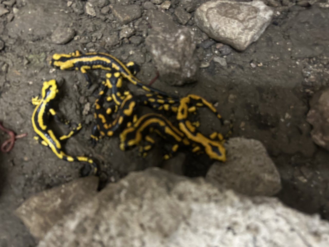 Feuersalamander (Salamandra salamandra terrestris) - Amphibien - Reutlingen