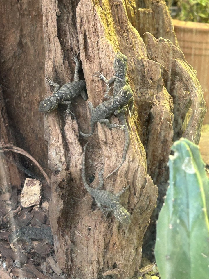 Blaue Stachelleguane Blauer Stachelleguan - Reptilien - Berlin 