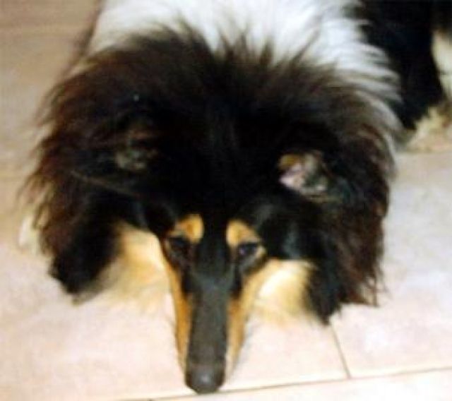 DRINGEND - langfristiger Pflegeplatz für super liebe Hunde gesucht - Tiere In Not - Neufahrn
