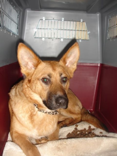 Laika - Deutsche Schäferhündin - Hunde - Mistelbach