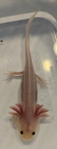 Axolotl Nachwuchs aus eigener Nachzucht - Sonstiges - Goslar