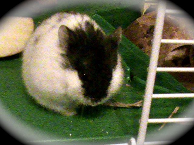 Verschenke cambellhamster - Hamster - Schwaikheim