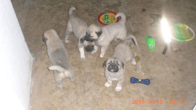 Kangal Welpen - Hunde - Lautertal