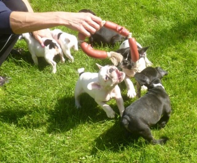 süsse kleine Französische Bulldogge Welpen
