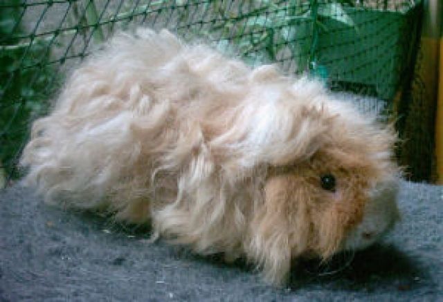 Meerschweinchen suchen ein Zuahuse - Meerschweinchen - Berlin