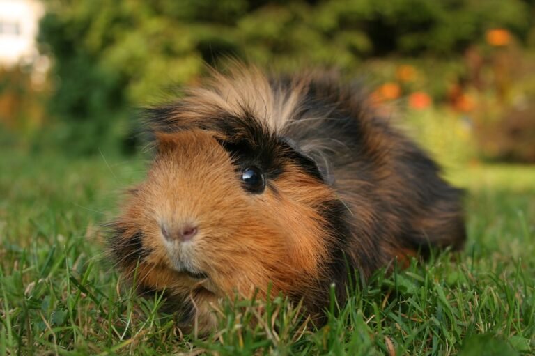 Meerschweinchen kastraten - Nagetiere - Wismar