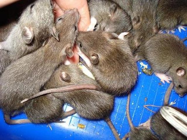 Rattenbabys - Ratten - Kiel