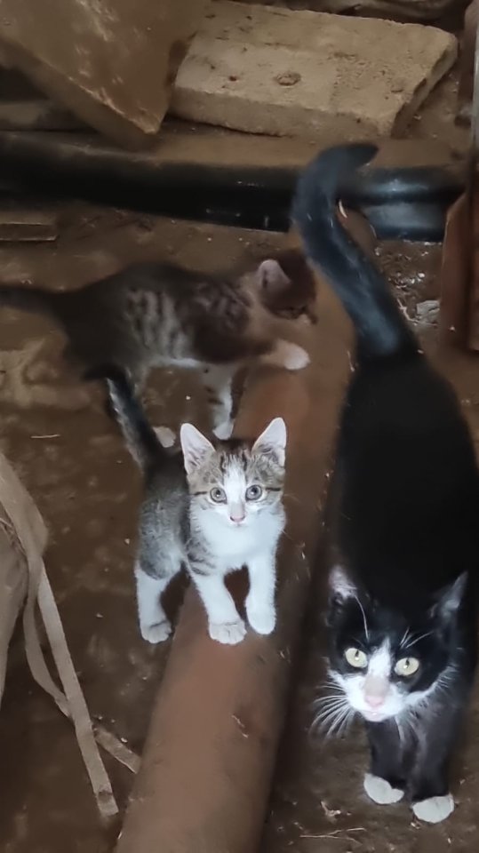 Babykatze 12 Wochen männlich - Katzen - Vaihingen Enz