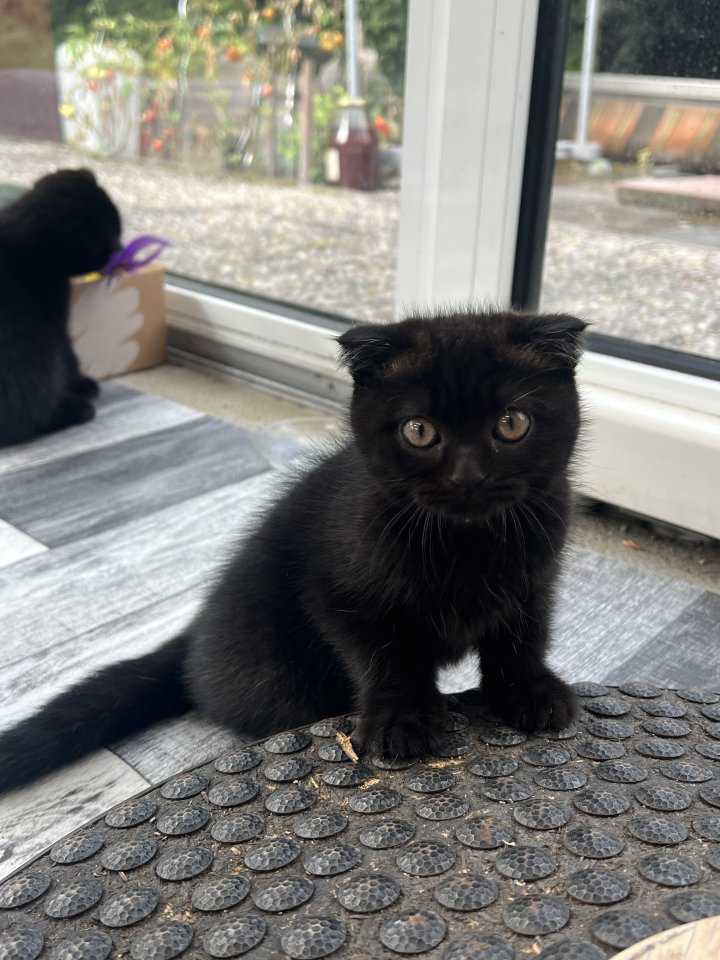2 süße Kitten abzugeben in tierliebe Hände - Katzen - Nürnberg 