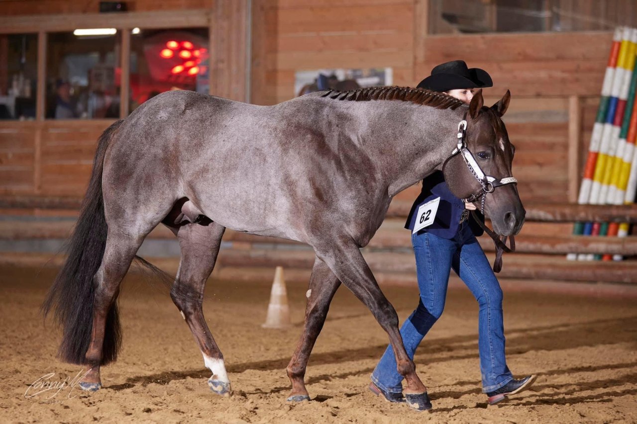 American Quarter Horse Deckhengst - Pferde - Pöttsching