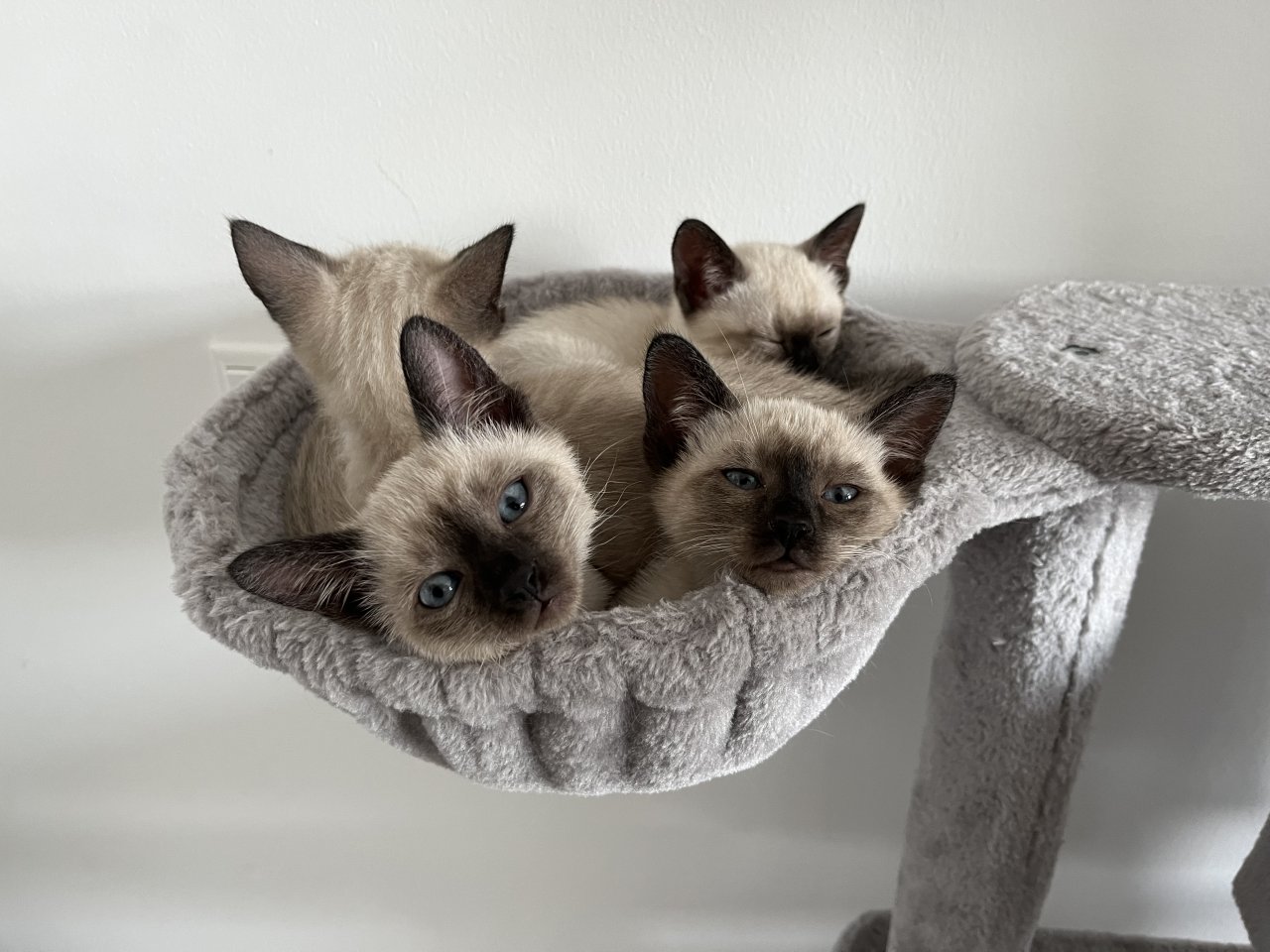 Wundervolle Siamkitten - Katzen - Soest
