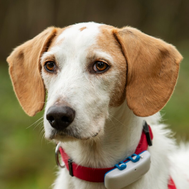 NUOVO -  männlich  6 Jahre  42 cm  16.2 kg  Mischling  Gechipt  Kastriert - Hunde - Lauf an der Pegnitz