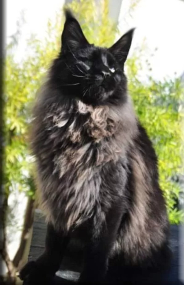 Traumkater sucht liebevolle Familie - Katzen - Mammendorf