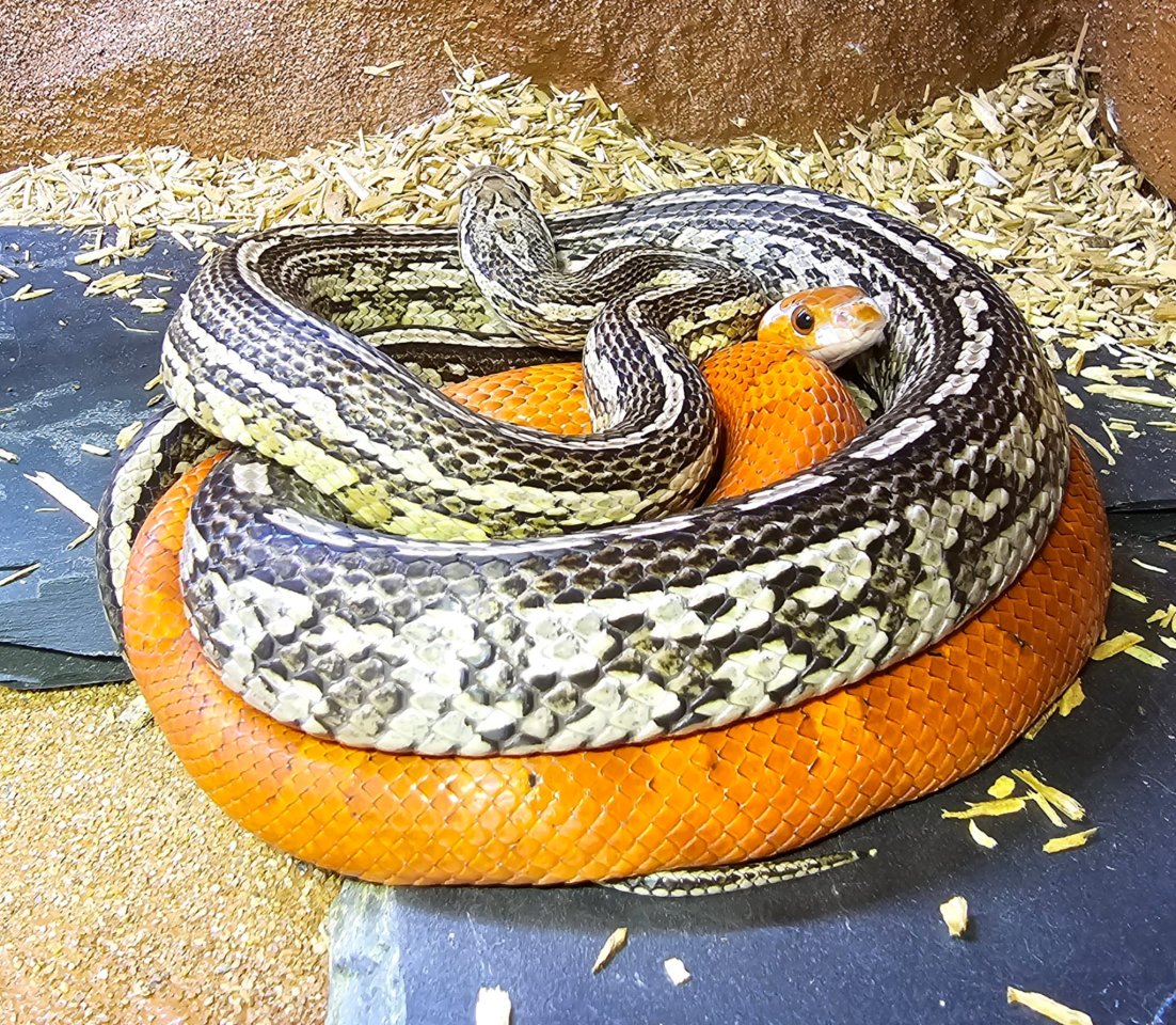 2 männliche kornnattern inkl. Terrarium - Reptilien - Braunschweig 