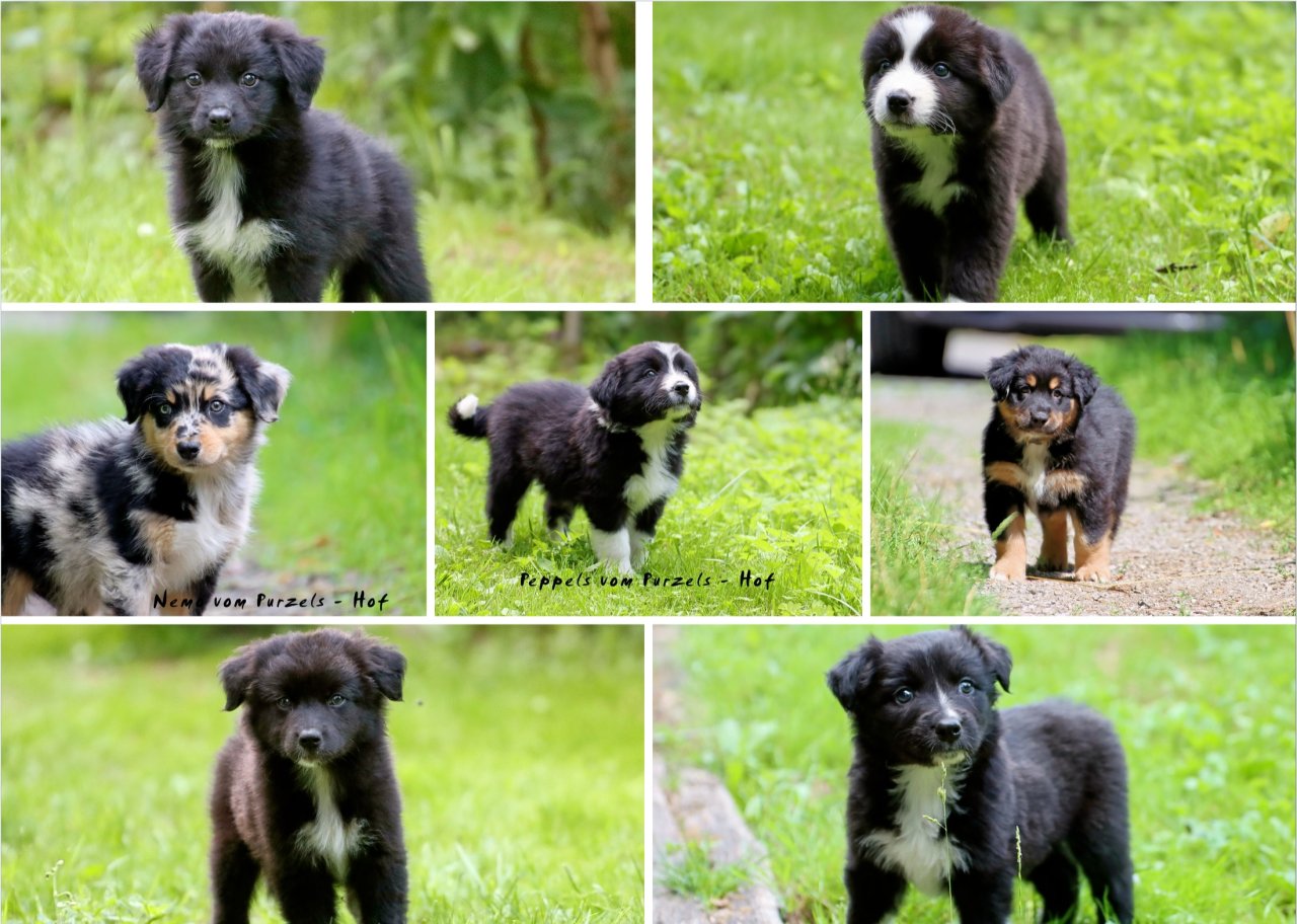 Australian Shepherd Welpen Mädchen und Rüden dürfen ab sofort ausziehen mit Ahne - Hunde - Herdorf