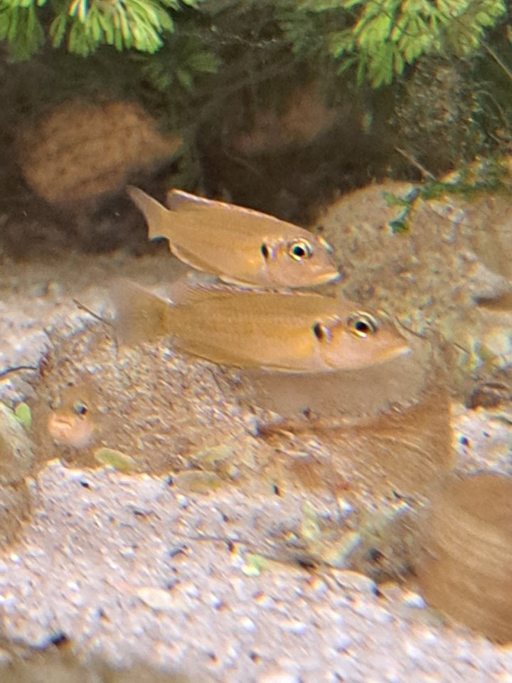 Neolamprologus ocellatus gold  (Tanganjikasee Schneckenbuntbarsch) - Fische - Köln