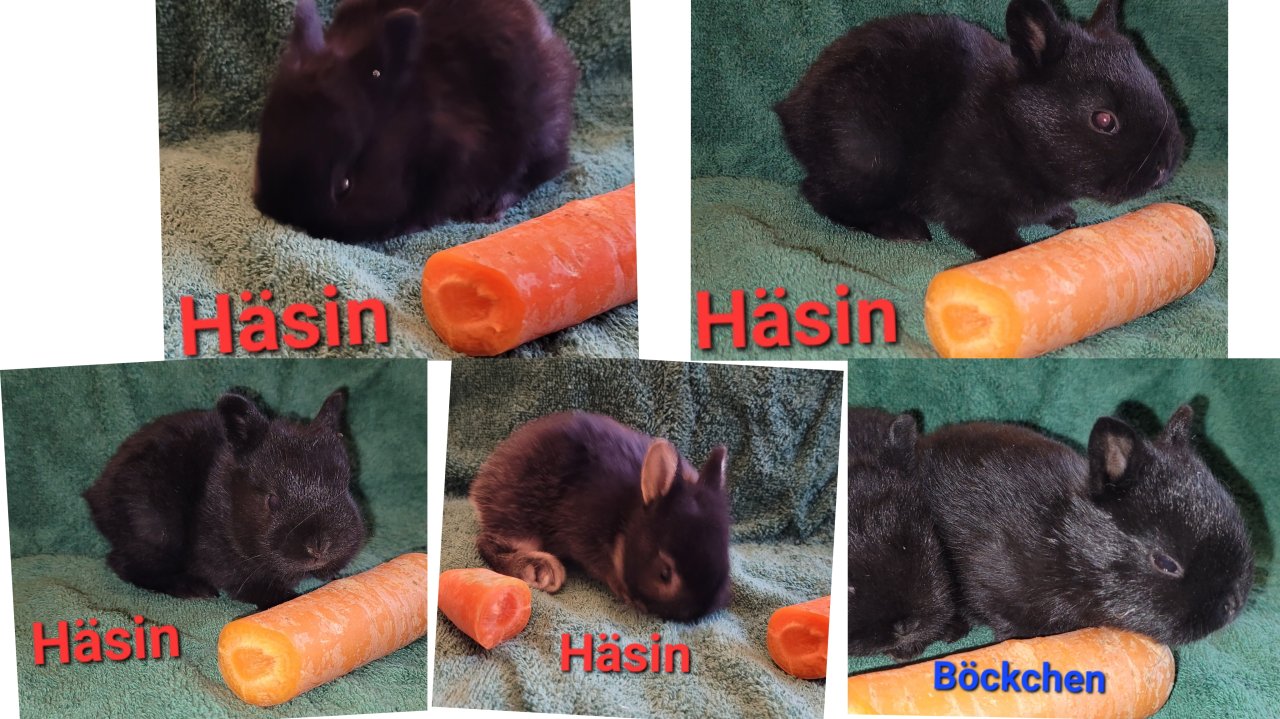 Zwergkaninchen/Farbenzwerge Mix  & Farbenzwerge - Nagetiere - Moschheim