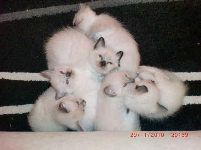3 süße Siamkätzchen suchen ein neues Zuhause - Katzen - Oedheim