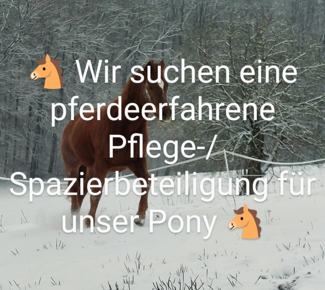 Spazier- und Pflegebeteiligung für Pony gesucht - Pferde - Riehen