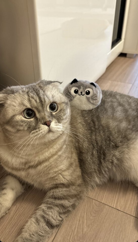 Liebevolle Katze „Minos“ sucht neues Zuhause - Katzen - München