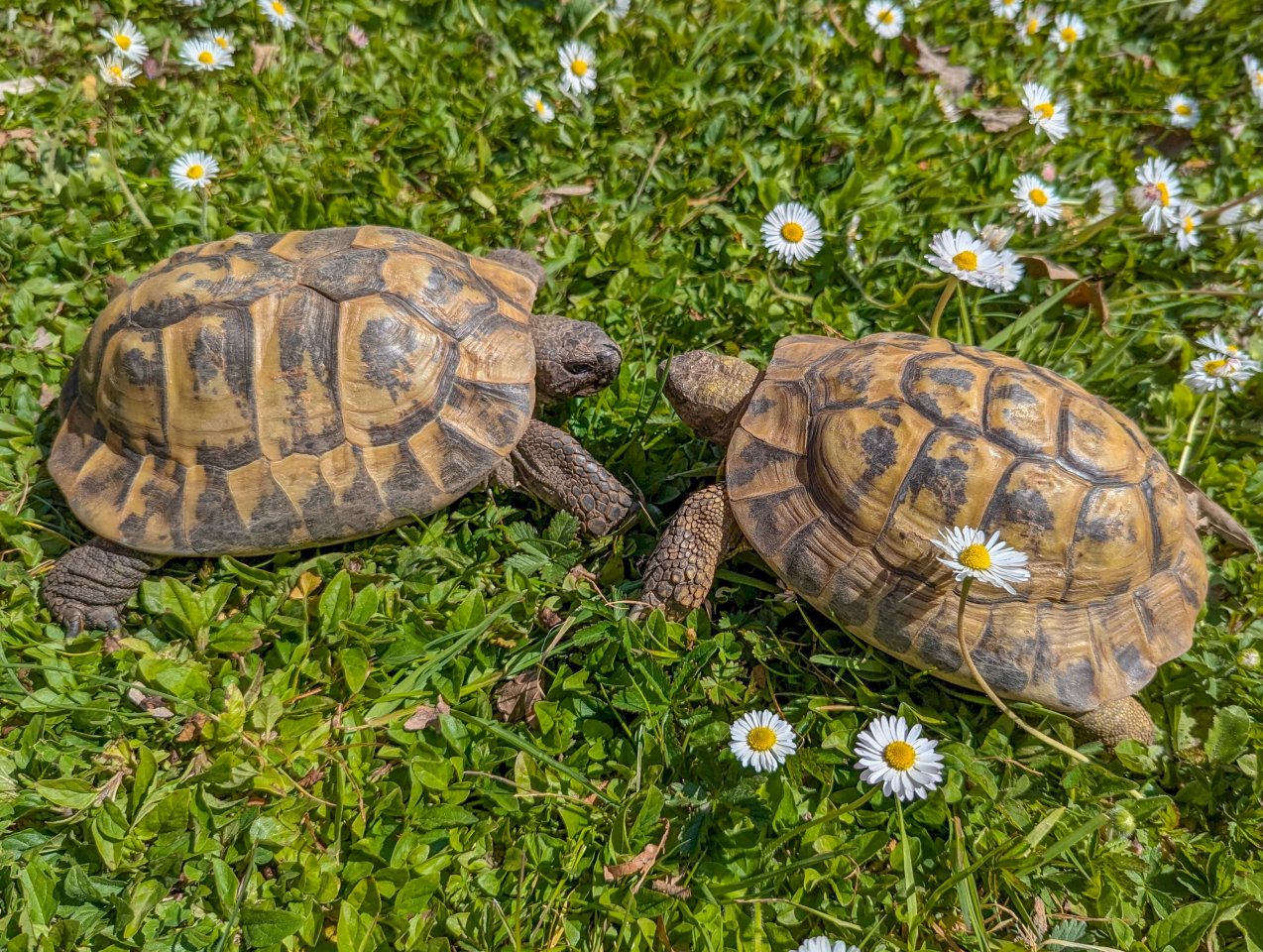 2 Griechische Landschildkröten - Reptilien - Kehl , Rhein