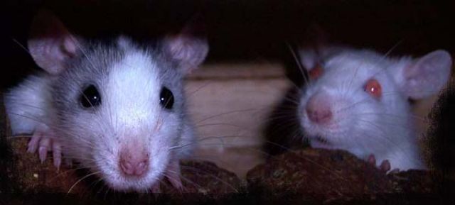 RATTENBABYS - Ratten - Garmisch-Partenkirchen