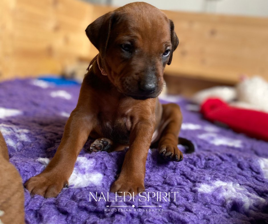 Wunderschöne red wheaten und dark red wheaten Rhodesian Ridgeback Welpen - Hunde - Peppange